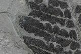 Pennsylvanian Fern (Neuropteris) Fossil - Kinney Quarry, NM #80513-1
